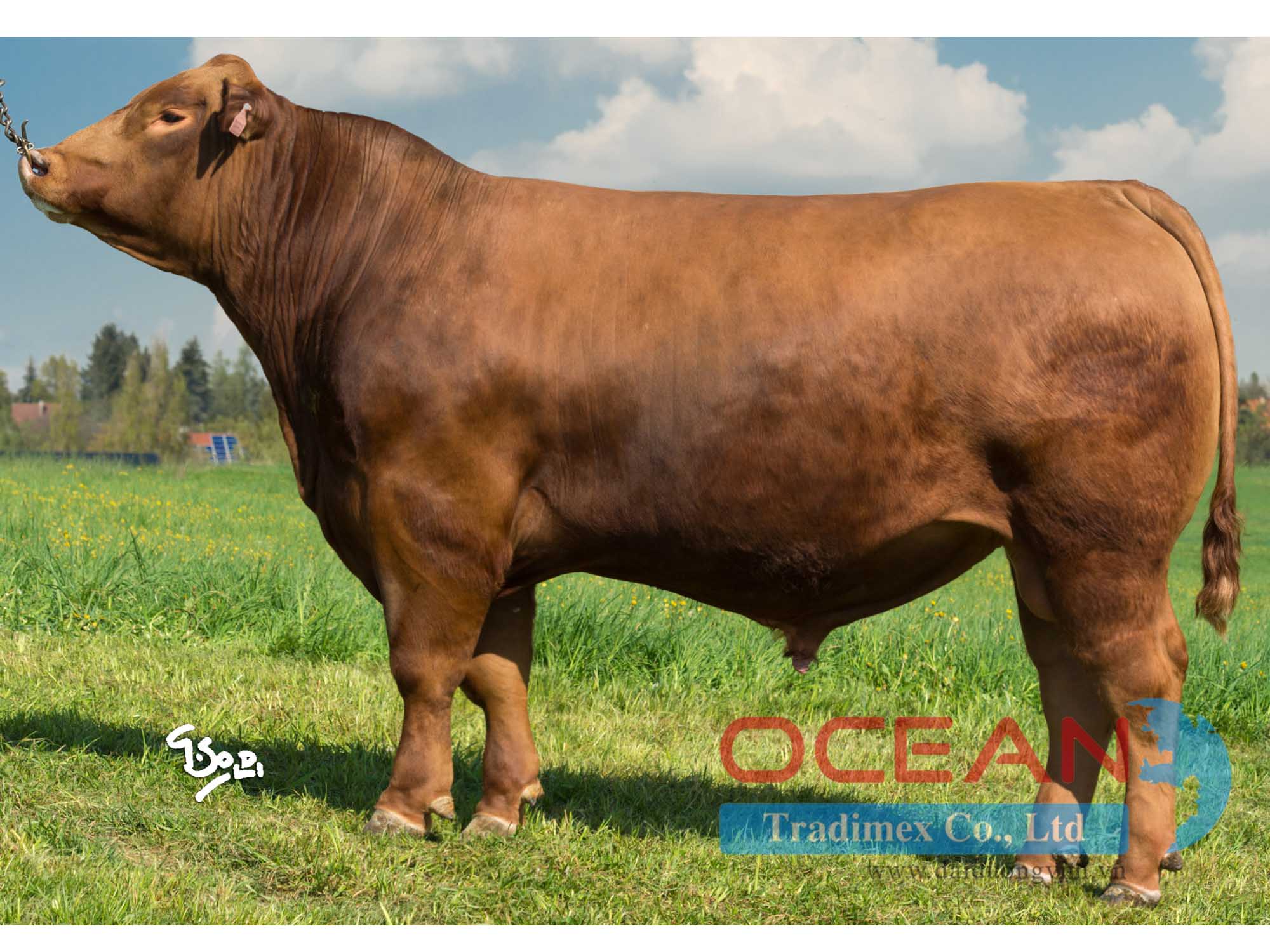 Tên đực giống: VRAY RED Z RADHOSTIC ET